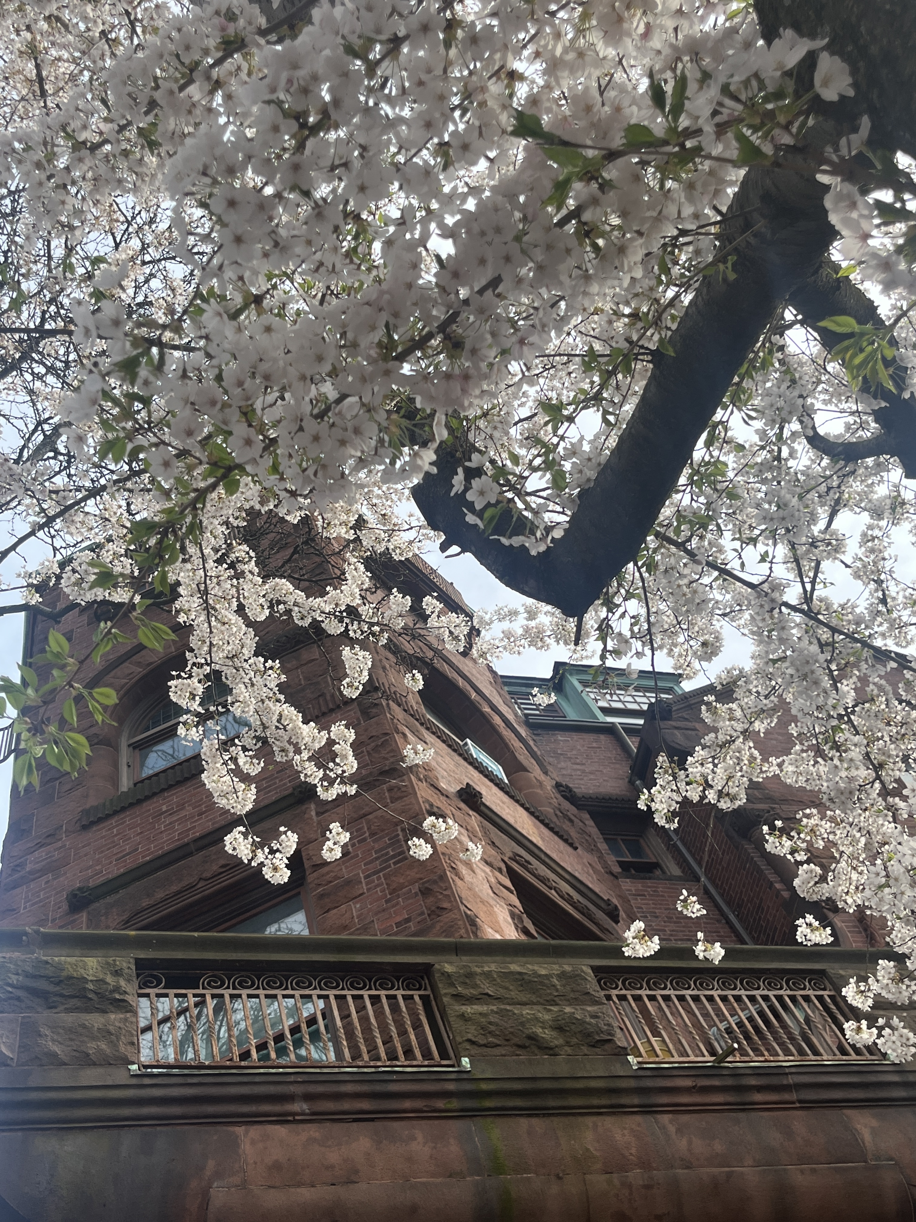 Sakura on Newbury Street in Boston